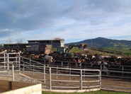 Feeding maize silage and supplements