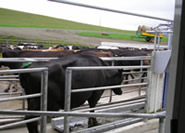 Weighing cows with the Dairy Scale