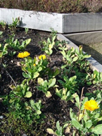 The Herb Farm grows many of its ingredients – here a bed of calendulae