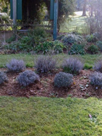 A bed of lavender – used for its therapeutic qualities and its perfume